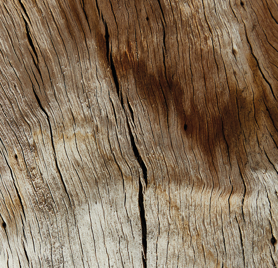 fragancia-amaderada-marketing-olfativo