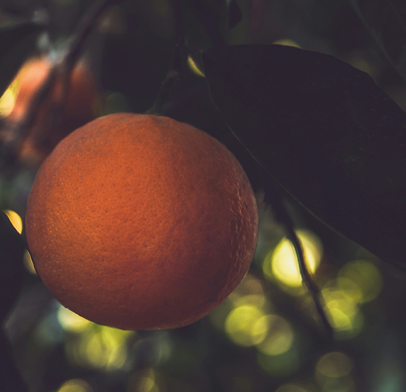 fragancia-ditrica-frutal-marketing-olfativo