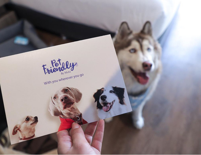 respeto-animales-guía-hoteles-pet-friendly