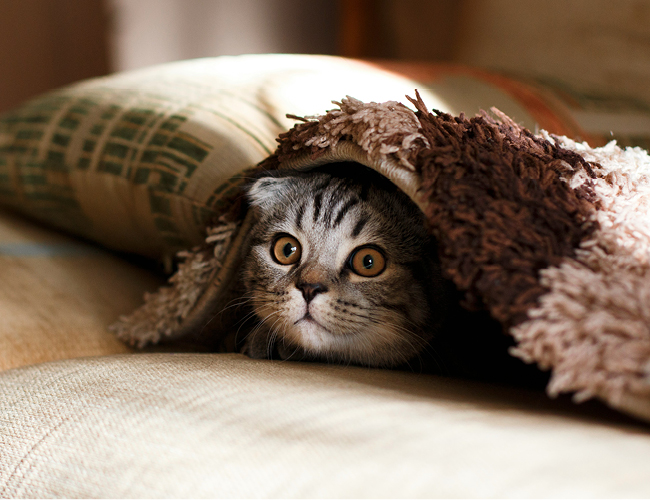 gato-higiene-limpieza-guía-hoteles-pet-friendly